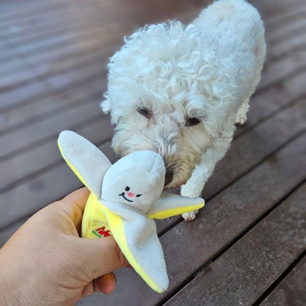 Lily sniffing Banana-Rama Dog Toy