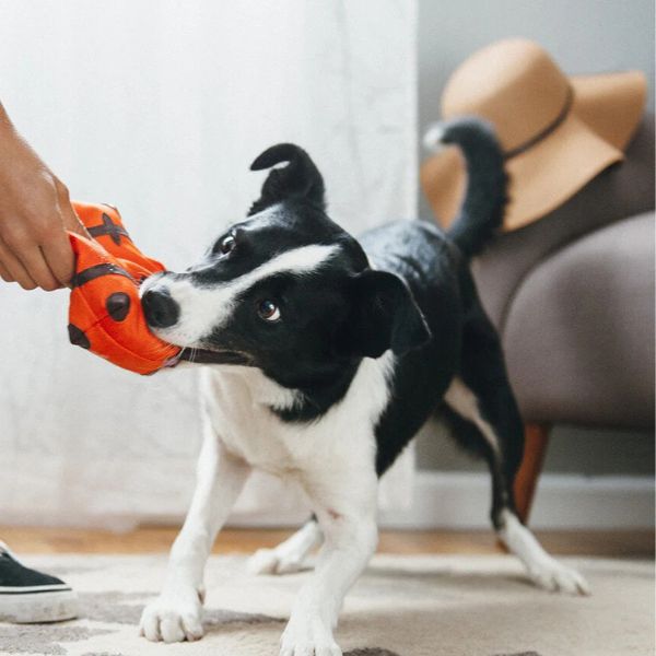Dog playing tug-of-war with the orange P.L.A.Y. Globetrotter suitcase plush dog toy indoors