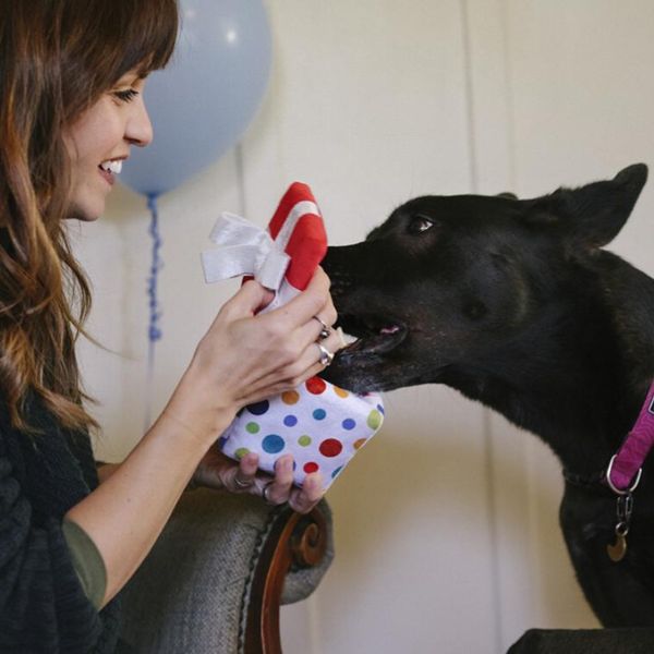 Dog and owner playing with the P.L.A.Y. Party Time Pawfect Present plush dog toy during celebration