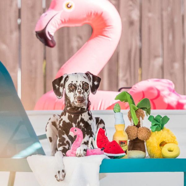 Dalmatian dog with P.L.A.Y. Tropical Flamingo Float plush dog toy by the pool with summer accessories