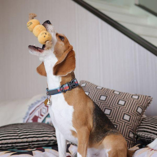 Beagle happily playing with the Woof² Curry Fishball Dog Toy, holding it mid-air during playtime.