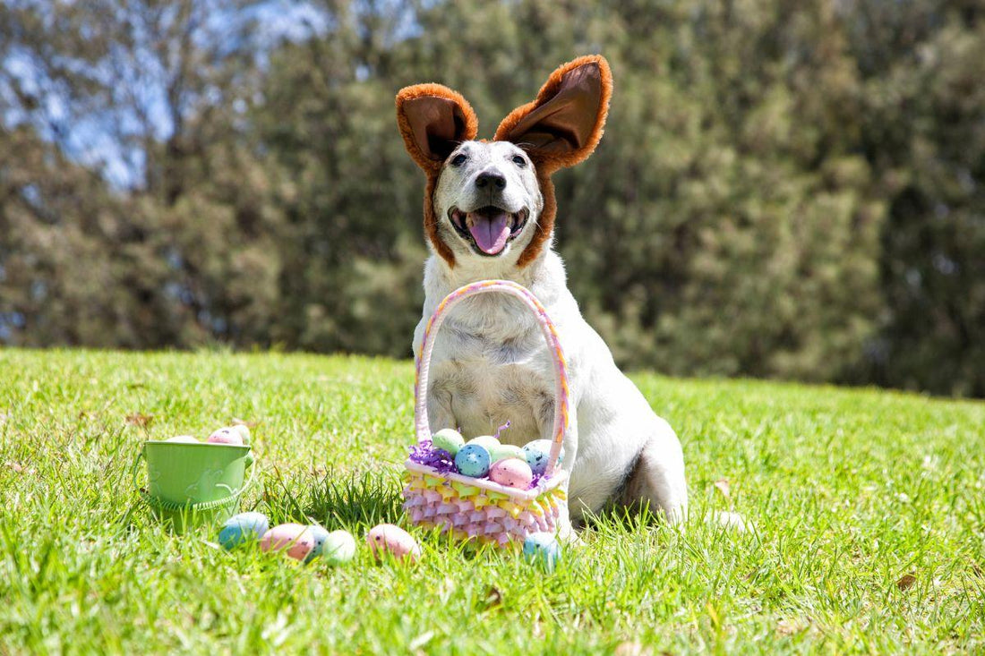 Dog-Friendly Easter Celebrations