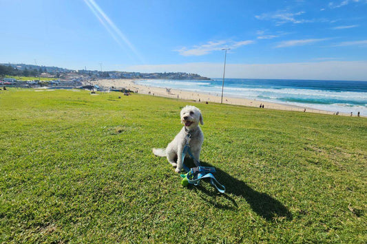 Bondi Beach scene featuring Miss Lily