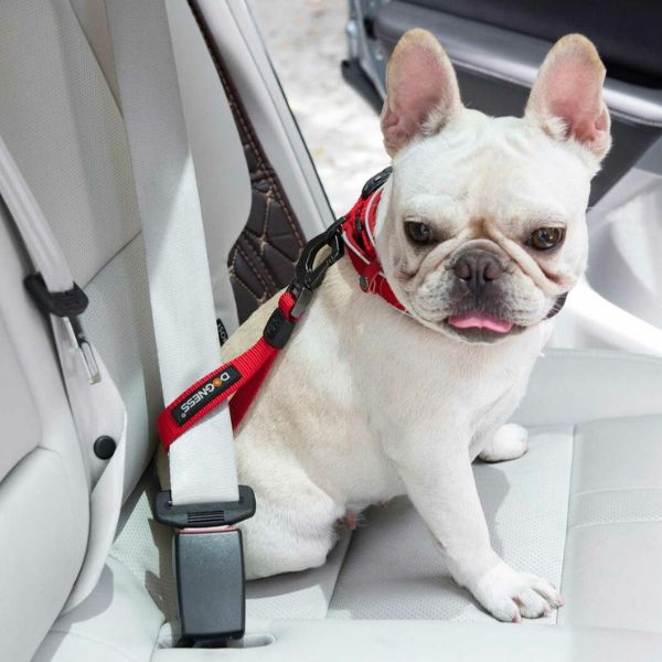 Dog wearing a red strap of a Dogness dog car restraint