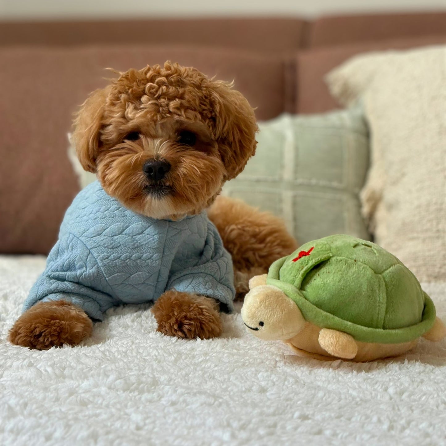 Small brown dog relaxing beside the BITE ME Jumping Boogie Auto-Ball Toy on a cosy sofa