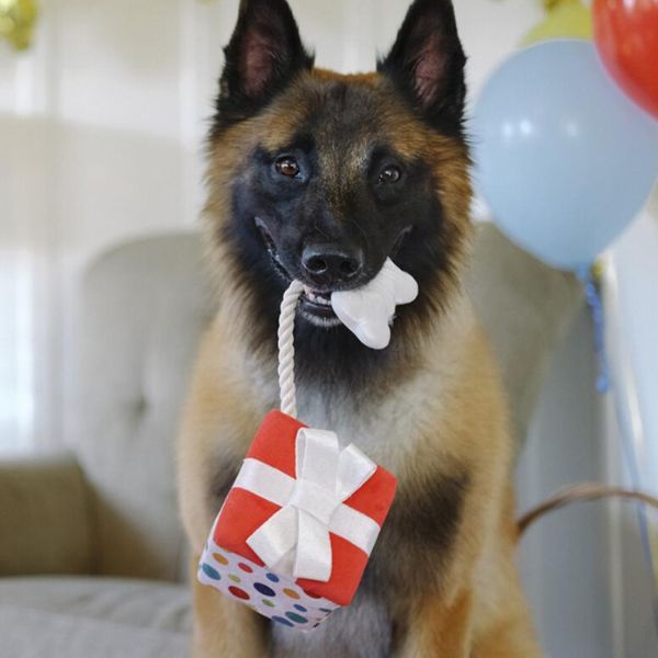 P.L.A.Y. Party Time Pawfect Present plush dog toy bitten by a dog