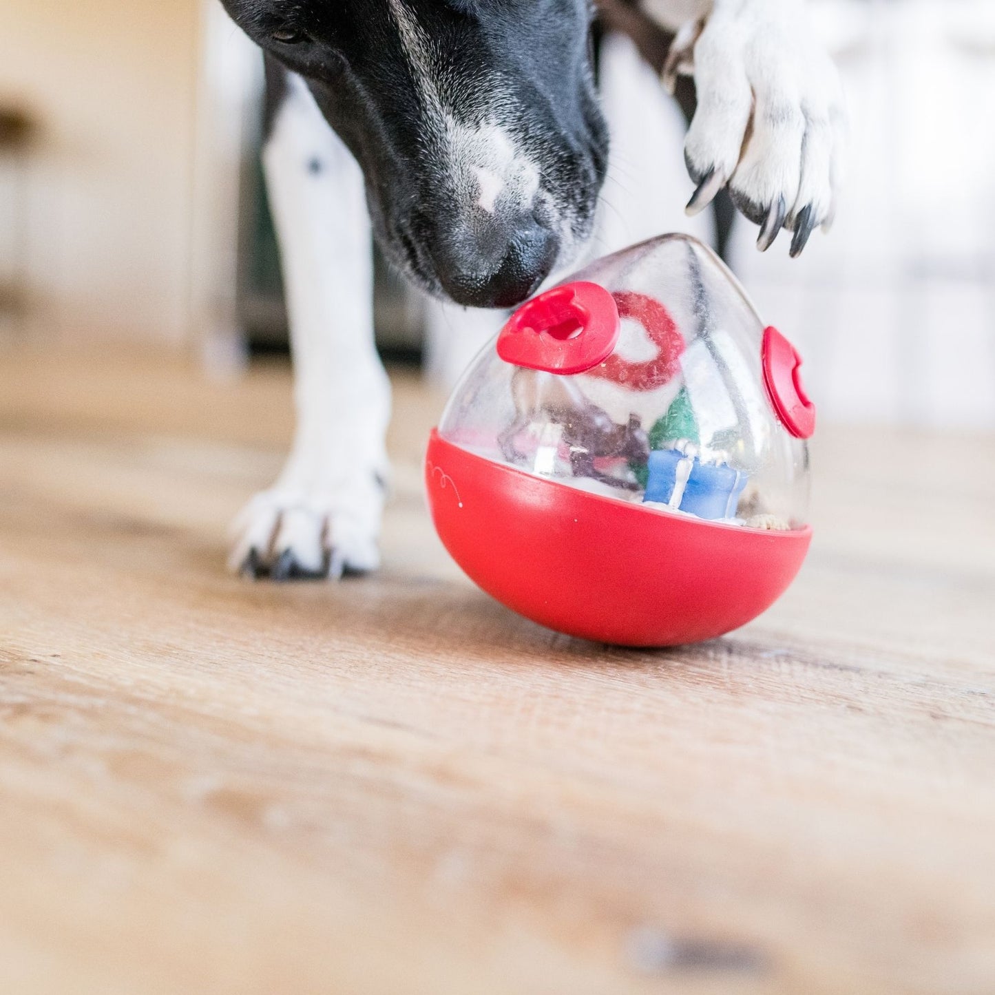 Dog Interacting with P.L.A.Y. Wobble Ball 2.0 Holiday Edition Red Dog Toy on Wooden Floor