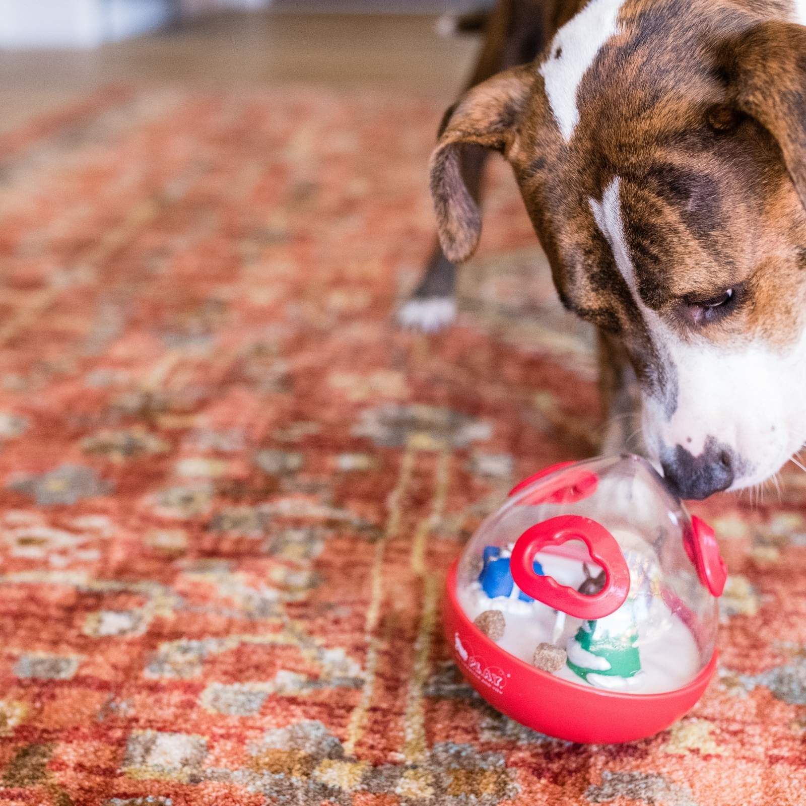 Dog Sniffing P.L.A.Y. Wobble Ball 2.0 Holiday Edition Red Dog Toy on Patterned Rug