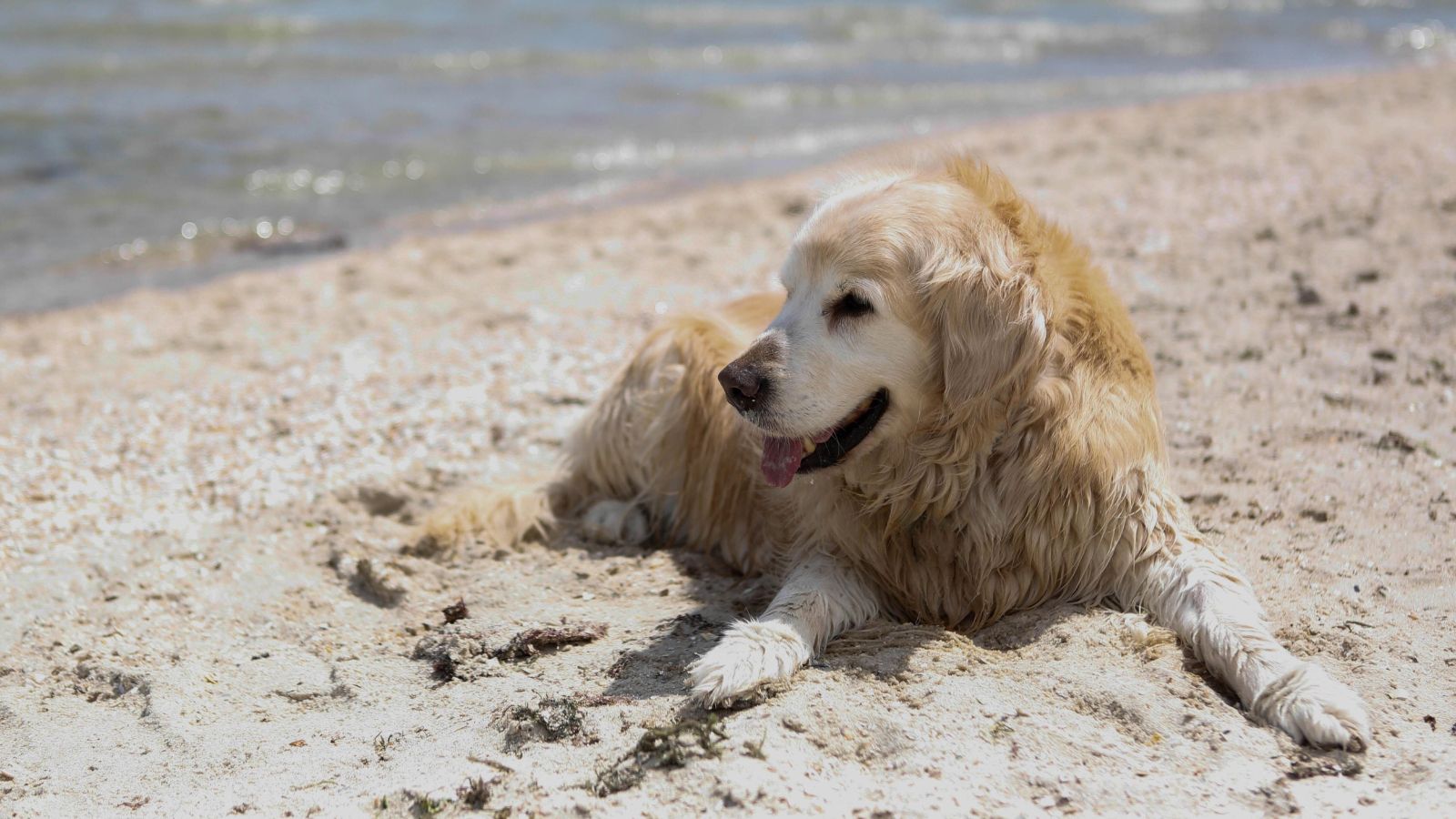 Happy golden retriever enjoying a sunny beach day by the ocean.