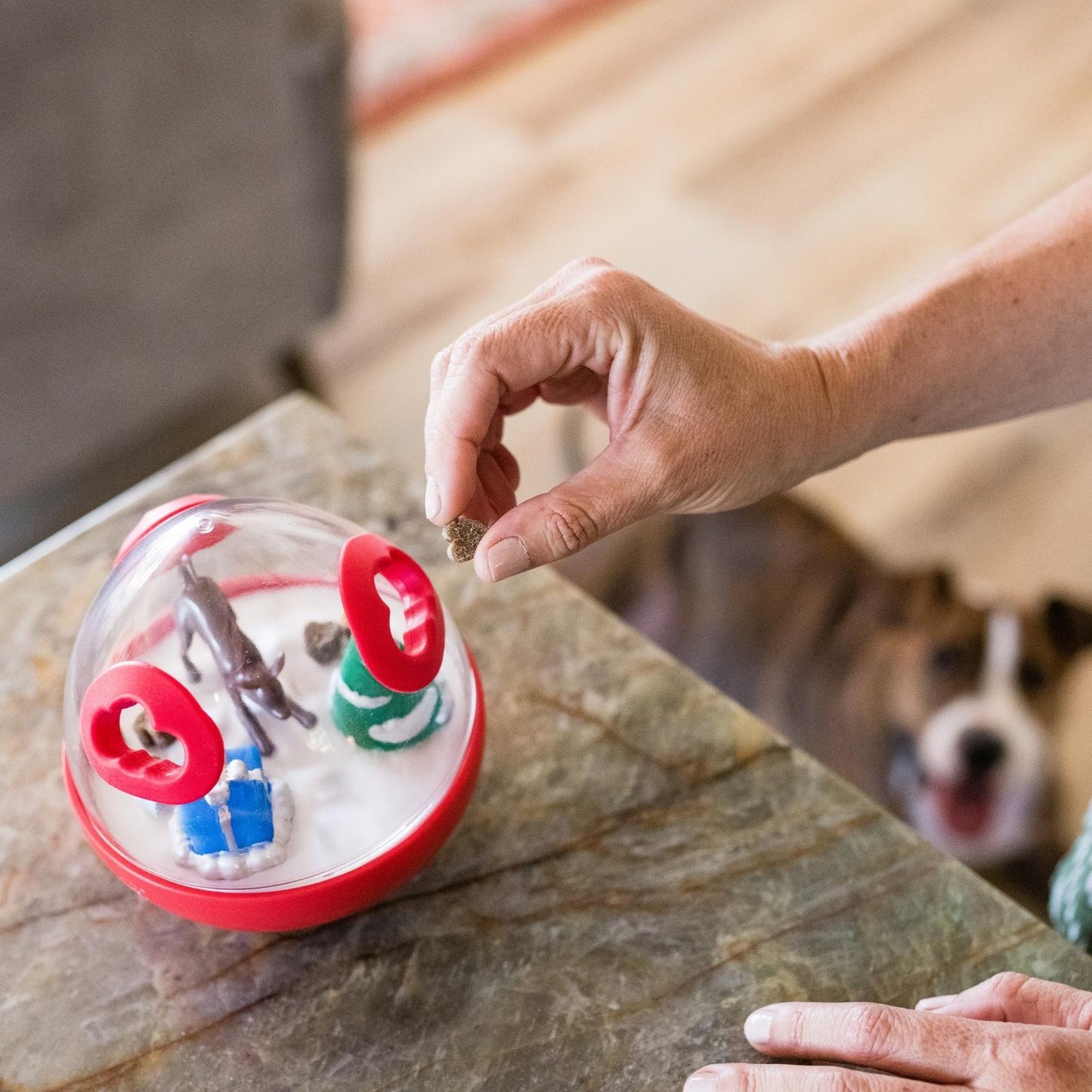 Hand Placing Treats Inside P.L.A.Y. Wobble Ball 2.0 Holiday Edition Red Dog Toy