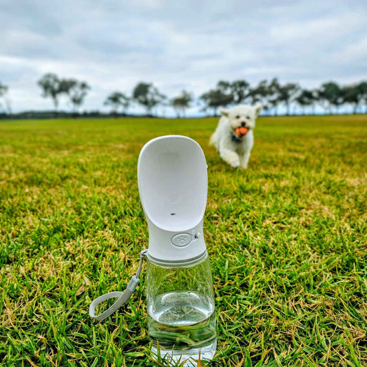 Pawcurement Dog Water Bottle on grass with dog playing fetch in background