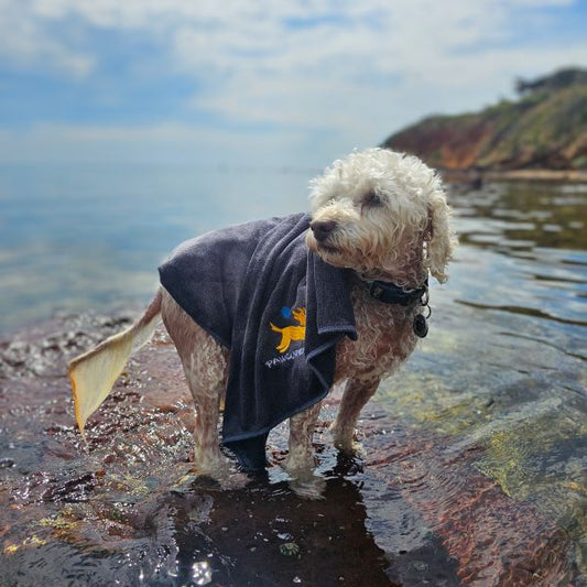 Toy poodle Miss Lily wearing Pawcurement quick dry towel while standing in shallow beach water