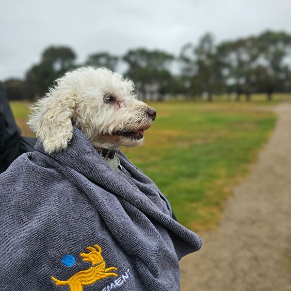 Toy poodle Miss Lily wrapped in Pawcurement grey quick dry towel at the dog park