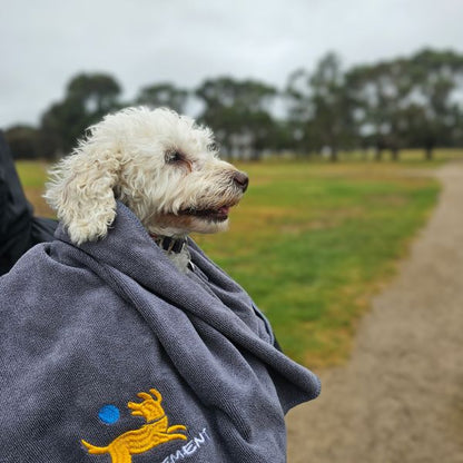 Toy poodle Miss Lily wrapped in Pawcurement grey quick dry towel at the dog park