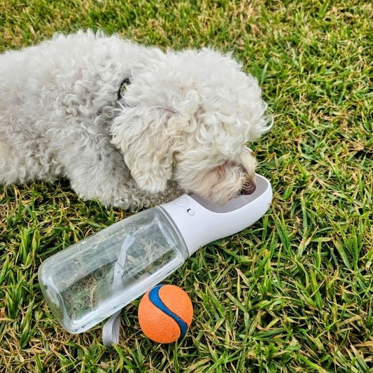 A small white dog drinking water from white and clear pawcurement portable dog water bottle.