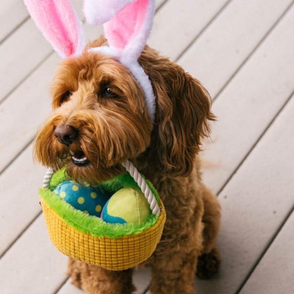 Dog wearing bunny ears holding the P.L.A.Y. Hippity Hoppity Eggscellent Basket dog toy with plush Easter eggs