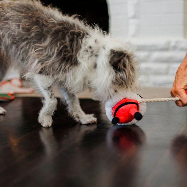 Dog playing tug-of-war with a human using the P.L.A.Y. Woofmas Santa tug toy.