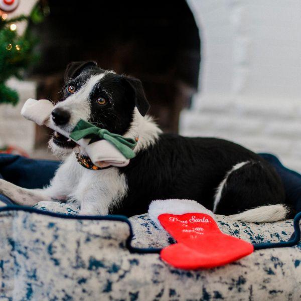 Border collie playing on a dog bed with a bone in its mouth beside the red Good Dog Stocking from the P.L.A.Y. Woofmas Collection.
