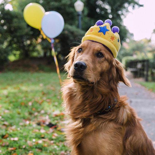 Dog with the P.L.A.Y. Party Time Canine Crown plush dog toy on his head