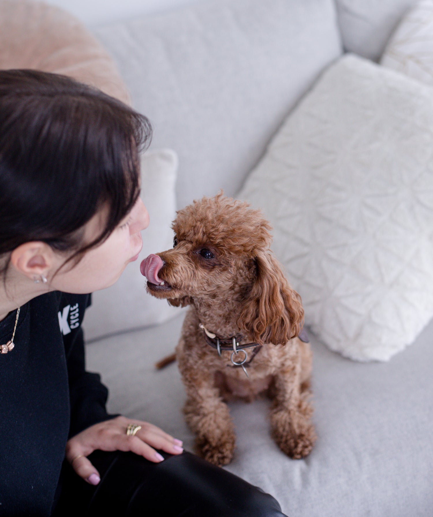 Brown dog staring to the woman